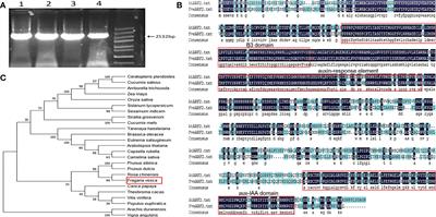 FveARF2 negatively regulates fruit ripening and quality in strawberry